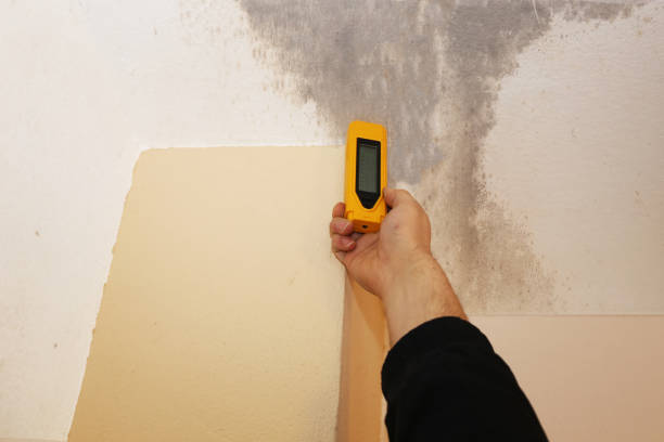  Farngton, MI Mold Removal Pros
