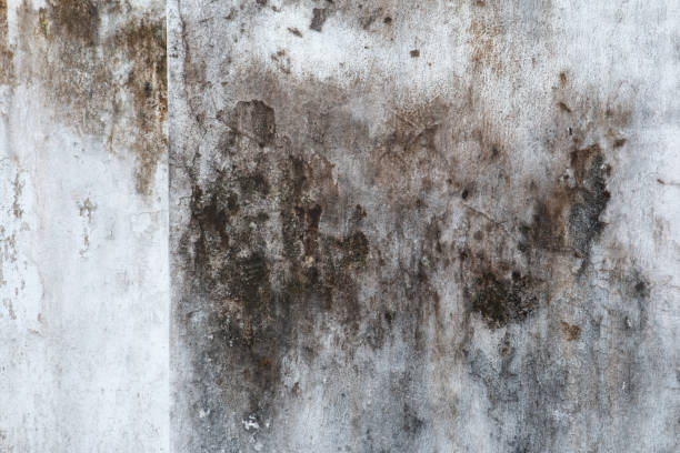 Best Comprehensive Air Testing for Mold Contaminants  in Farngton, MI