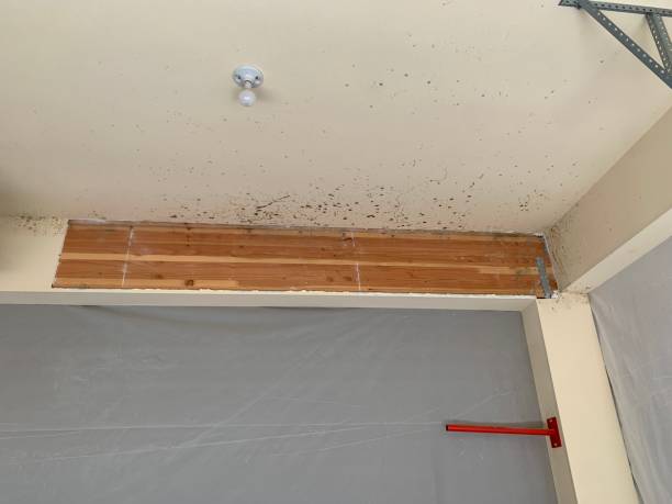 Best Industrial Mold Remediation  in Farngton, MI