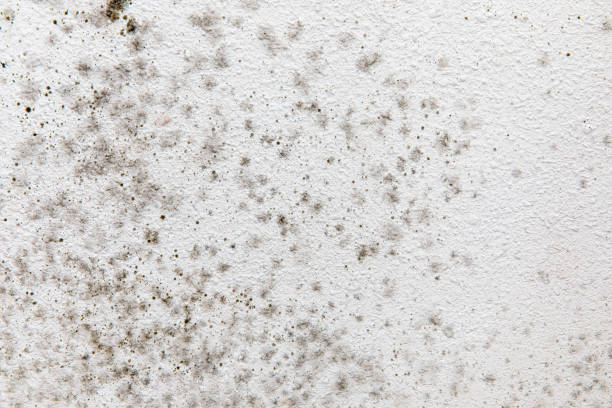 Best Mold Damage Restoration  in Farngton, MI